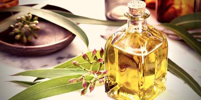 Eucalyptus Oil