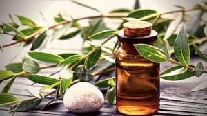 Eucalyptus Oil