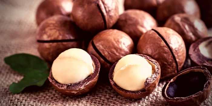 macadamia benefits