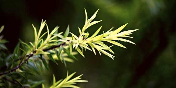 tea-tree-oil-benefits