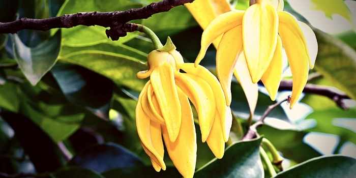 ylang-ylang oil spritual oil