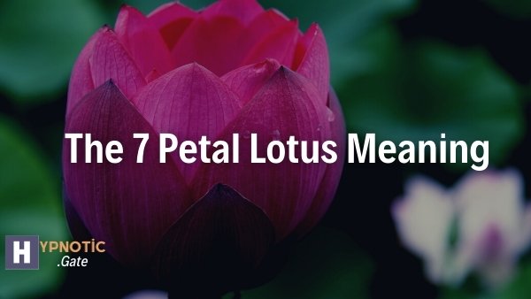 The 7 Petal Lotus Meaning