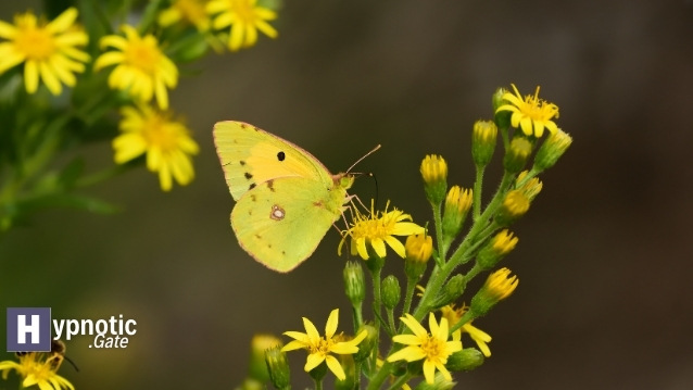 Yellow Butterfly Spiritual Meaning (1)