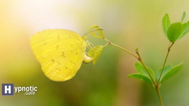 Yellow Butterfly Spiritual Meaning (3)