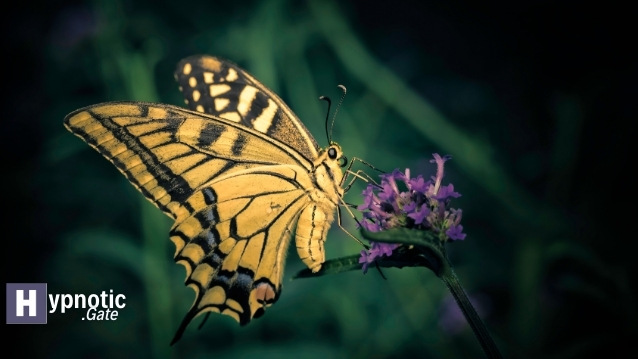 Yellow Butterfly Spiritual Meaning (4)