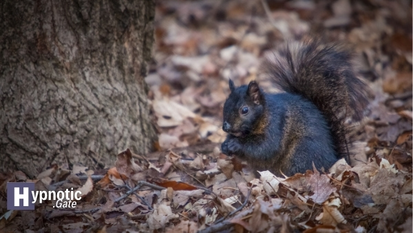 black squirrels