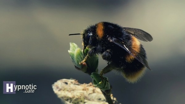 spiritual meaning of a bumblebee