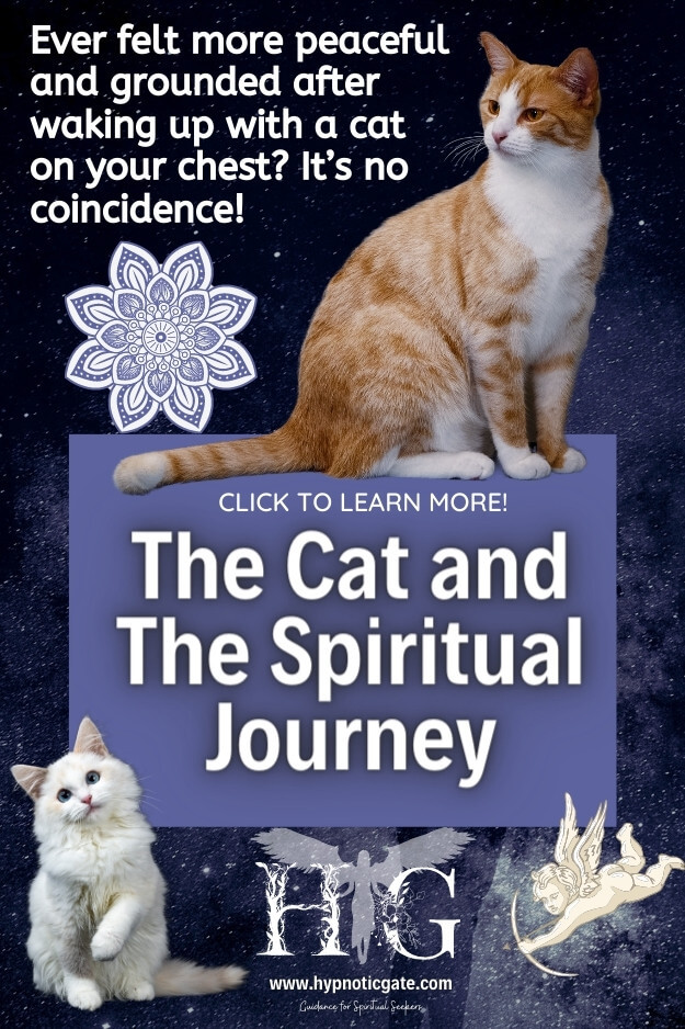 The Cat and The Spiritual Journey
