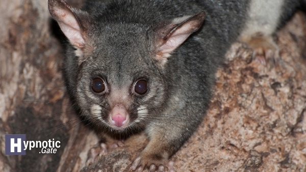 possum spiritual meaning