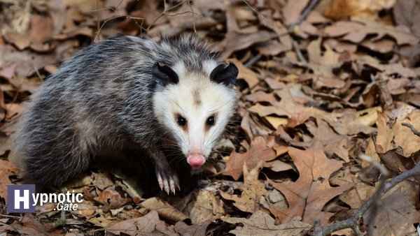 possum spiritual meaning