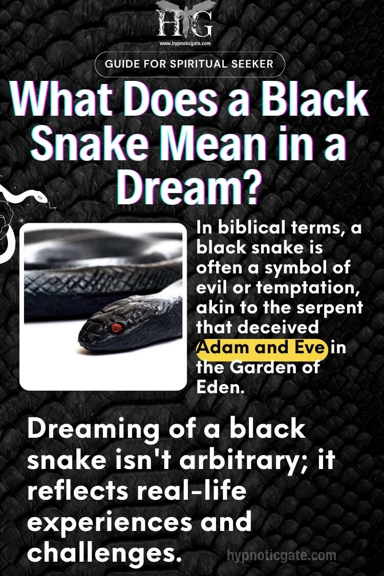 Understanding Black Snake Dreams: An In-Depth Analysis | Hypnoticgate.com